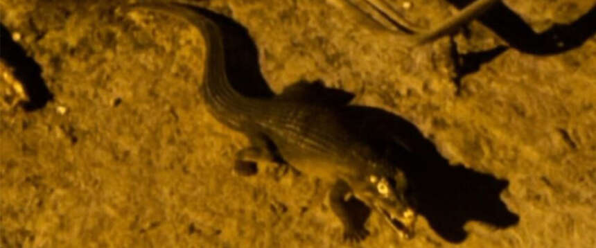 Risolto il mistero del coccodrillo di Ladispoli: era un giocattolo. Parte una denuncia per procurato allarme Risolto il mistero del coccodrillo di Ladispoli: era un giocattolo. Parte una denuncia per procurato allarme
