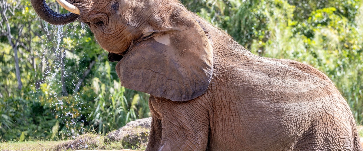 Safari tragico in Zambia: elefante killer insegue e calpesta a morte due turiste (video) Safari tragico in Zambia: elefante killer insegue e calpesta a morte due turiste (video)