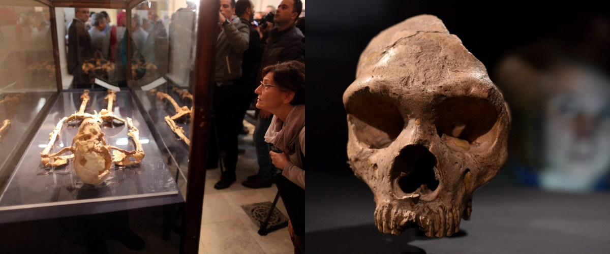 il primo covid risale a 6500 anni fa lo studio sui germi preistorici svela quando gli animali hanno iniziato a contagiare l8217uomo