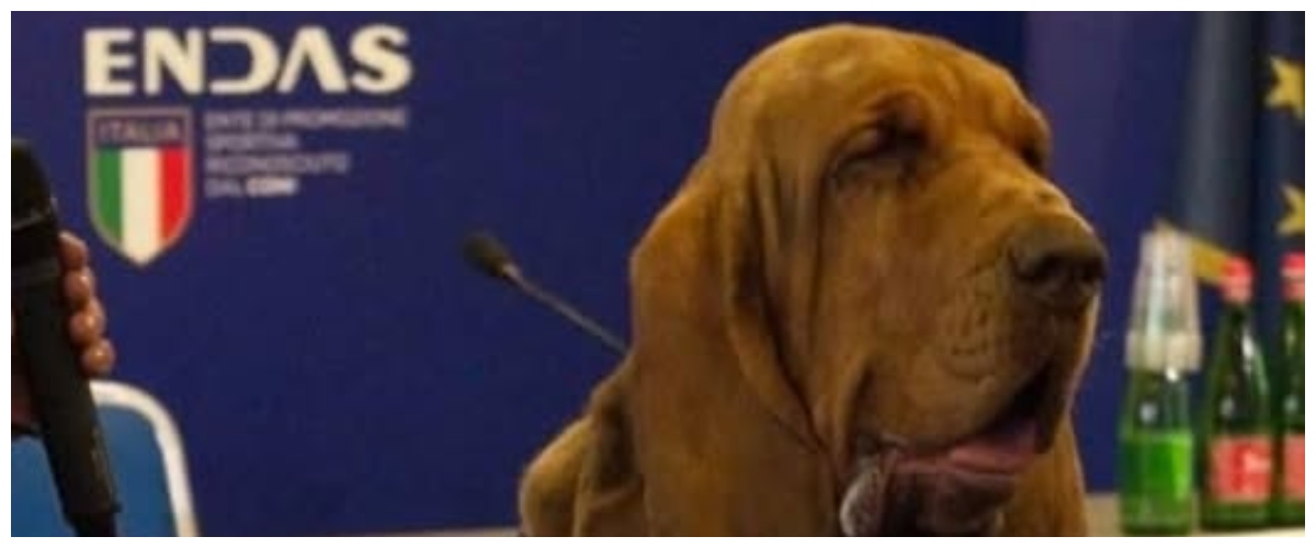 Ucciso da un wurstel coi chiodi il cane molecolare Bruno: salvò 9 persone e fu premiato dalla premier Meloni Ucciso da un wurstel coi chiodi il cane molecolare Bruno: salvò 9 persone e fu premiato dalla premier Meloni