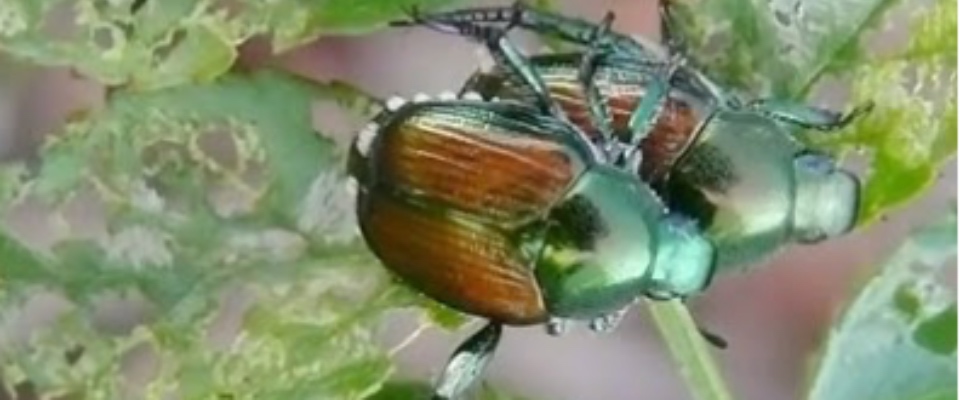 Lo scarabeo giapponese ha invaso Piemonte e Lombardia: distrugge gli orti, la vegetazione e l’economia agricola