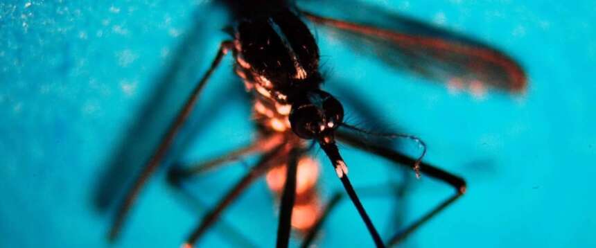 West Nile, salgono a 32 i casi in Italia. L’Iss: “È un virus endemico, numeri in linea con il passato” West Nile, salgono a 32 i casi in Italia. L’Iss: “È un virus endemico, numeri in linea con il passato”