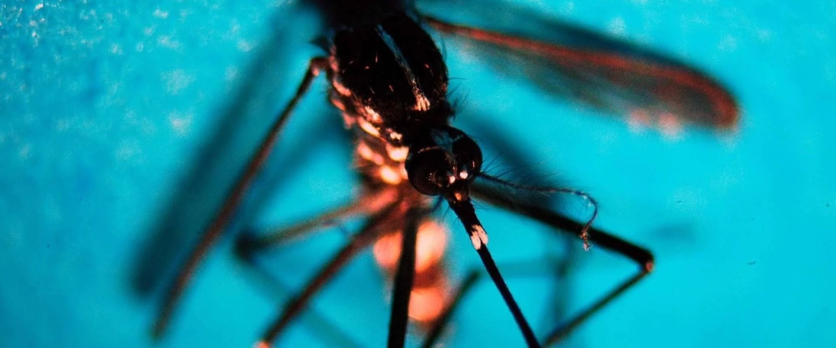 west nile salgono a 32 i casi in italia l8217iss 200 un virus endemico numeri in linea con il passato