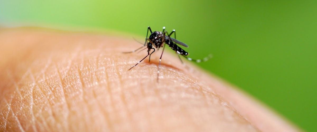 West Nile, niente panico, ma sorvegliare e informare: il ministero della Salute rafforza il piano operativo West Nile, niente panico, ma sorvegliare e informare: il ministero della Salute rafforza il piano operativo