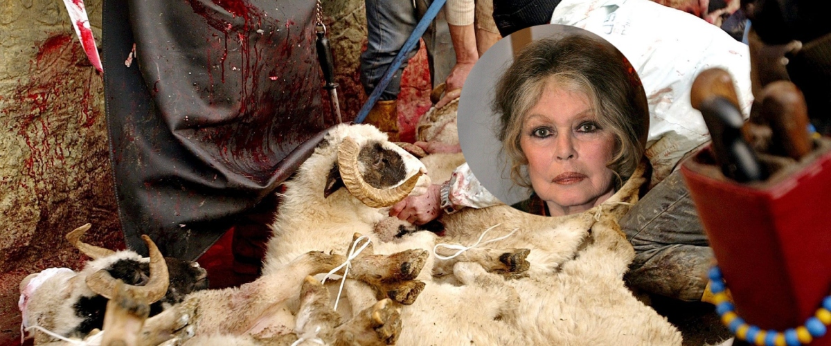 la battaglia di brigitte bardot contro la macellazione rituale islamica la caccia ai mattatoi clandestini