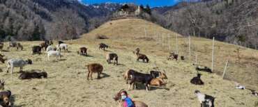 Ginostra e le capre della discordia: scontro tra residenti e animalisti