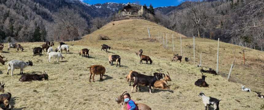 Ginostra e le capre della discordia: scontro tra residenti e animalisti