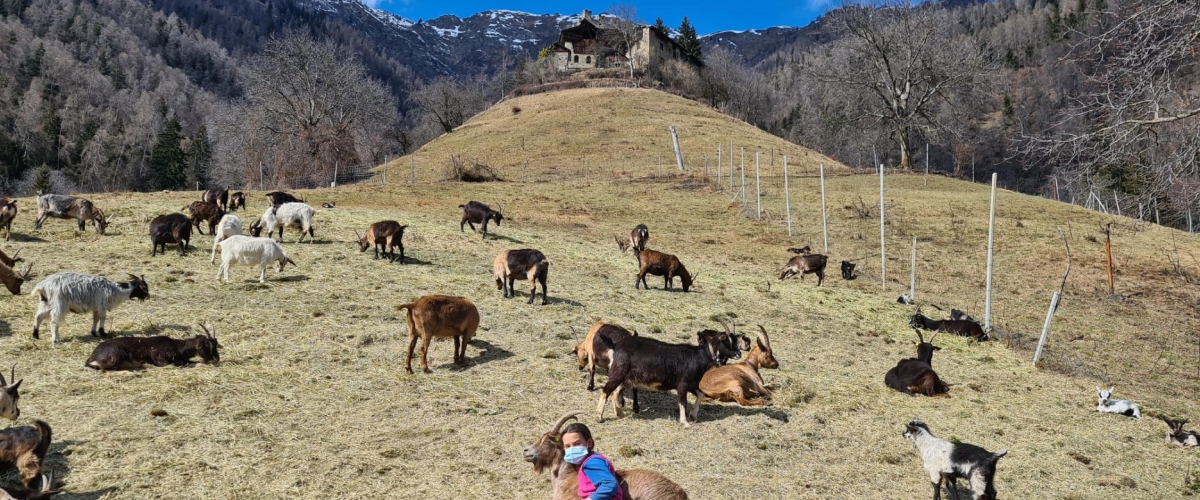 ginostra e le capre della discordia scontro tra residenti e animalisti