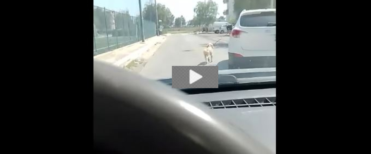 vergogna a foggia trascina sull8217asfalto il cane legato all8217auto in movimento le immagini virali indignano il web e la politica video