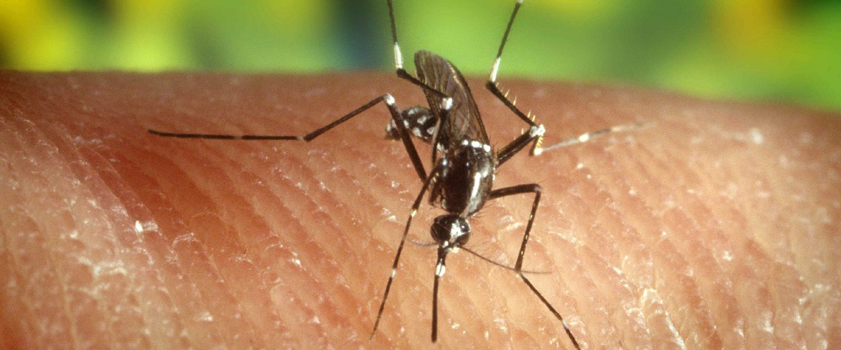 west nile fatale morta un8217anziana a rovigo 233 la prima vittima in veneto sale l8217allarme ecco i sintomi e le precauzioni ineludibili