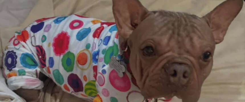 Il bulldog “Petunia” è il cane più brutto del mondo: ha vinto battendo un carlino con la lingua storta e sporgente Il bulldog “Petunia” è il cane più brutto del mondo: ha vinto battendo un carlino con la lingua storta e sporgente