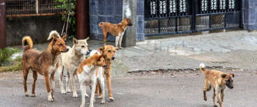 Strage di cani in Marocco dopo il boom di contagi della rabbia. Gli animalisti protestano: “Vergogna”