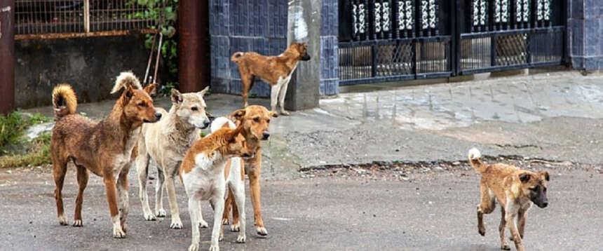 Strage di cani in Marocco dopo il boom di contagi della rabbia. Gli animalisti protestano: “Vergogna”