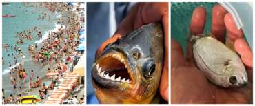 Sarago piranha sulle coste campane, paura tra i bagnanti. L’esperto: i morsi sono dolorosi, ma non è un pericolo