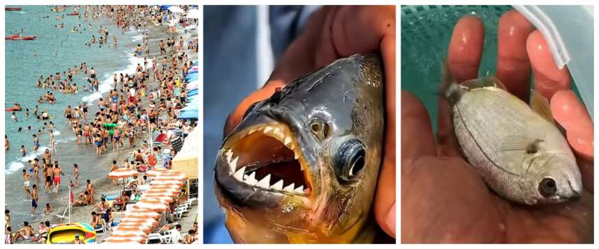 Sarago piranha sulle coste campane, paura tra i bagnanti. L’esperto: i morsi sono dolorosi, ma non è un pericolo