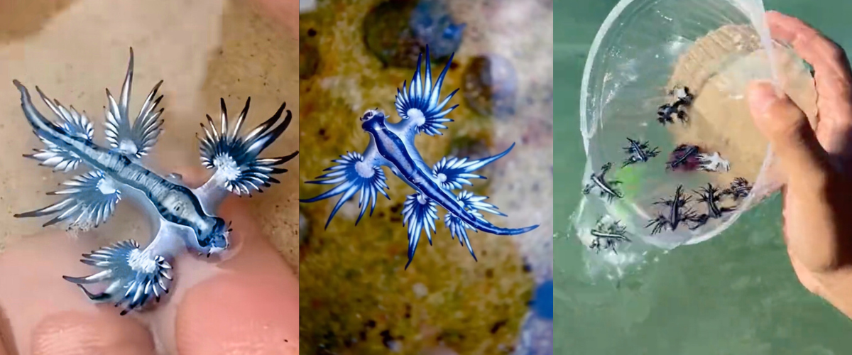 allarme drago blu in spagna spiagge chiuse dopo l8217avvistamento nel mediterraneo ecco perch233 232 pericoloso