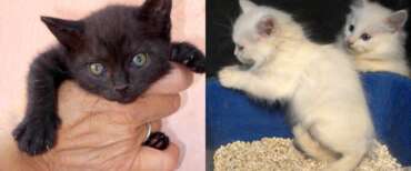Adottavano gatti per seviziarli, ucciderli e poi scambiarsi i video raccapriccianti: sgominata la rete dell’orrore