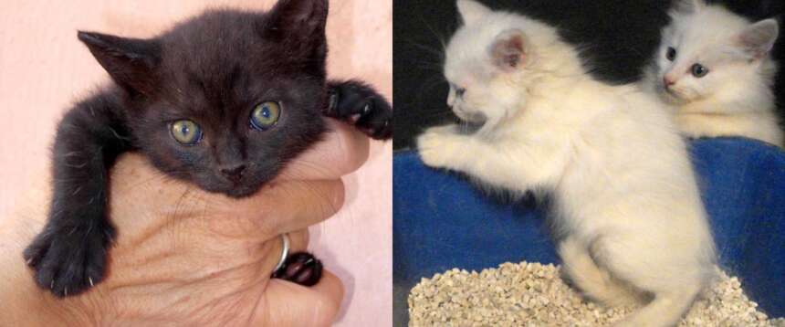 Adottavano gatti per seviziarli, ucciderli e poi scambiarsi i video raccapriccianti: sgominata la rete dell’orrore Adottavano gatti per seviziarli, ucciderli e poi scambiarsi i video raccapriccianti: sgominata la rete dell’orrore