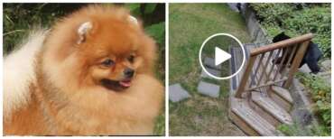 Tutti pazzi per Stout, il cagnolino che ha messo in fuga un orso che era entrato in casa (video)