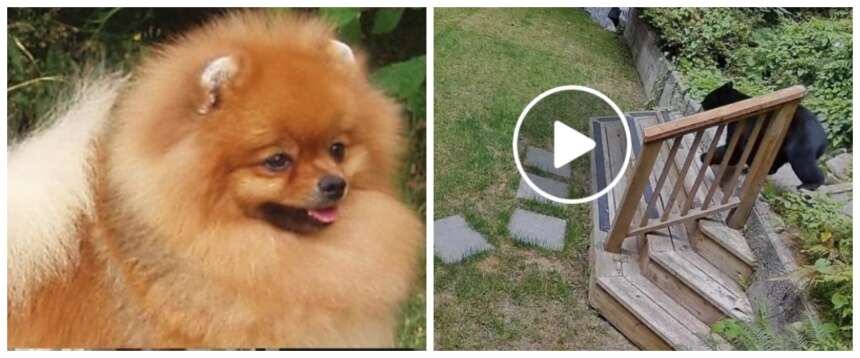 Tutti pazzi per Stout, il cagnolino che ha messo in fuga un orso che era entrato in casa (video) Tutti pazzi per Stout, il cagnolino che ha messo in fuga un orso che era entrato in casa (video)