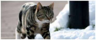 serial killer gatti