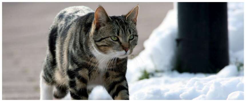serial killer gatti