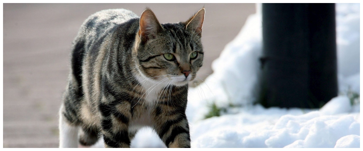 cogne 232 caccia al serial killer dei gatti 25 i felini uccisi in val d8217aosta in poche settimane