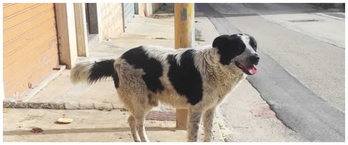 Sgozza un cane randagio per mangiarlo: denunciato ad Agrigento un 27enne del Mali