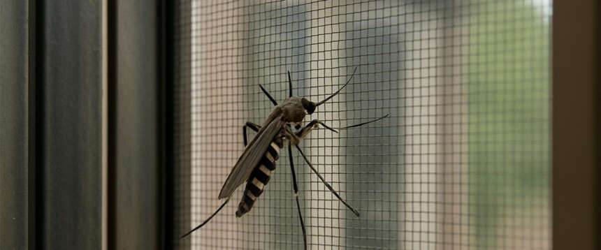 West Nile, il ministro spegne gli allarmismi: “Numeri inferiori agli anni scorsi”. Ma è boom delle zanzariere West Nile, il ministro spegne gli allarmismi: “Numeri inferiori agli anni scorsi”. Ma è boom delle zanzariere
