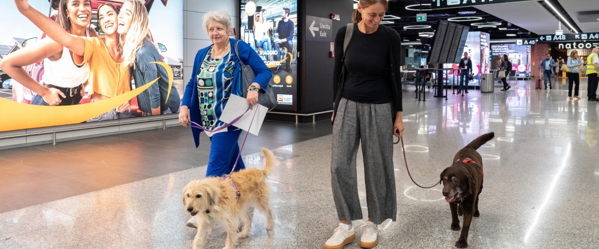 Rivoluzione in volo, in Italia debuttano le trasvolate “pet friendly”: oggi i primi 2 cani in aereo coi padroni. Brambilla: noi all’avanguardia