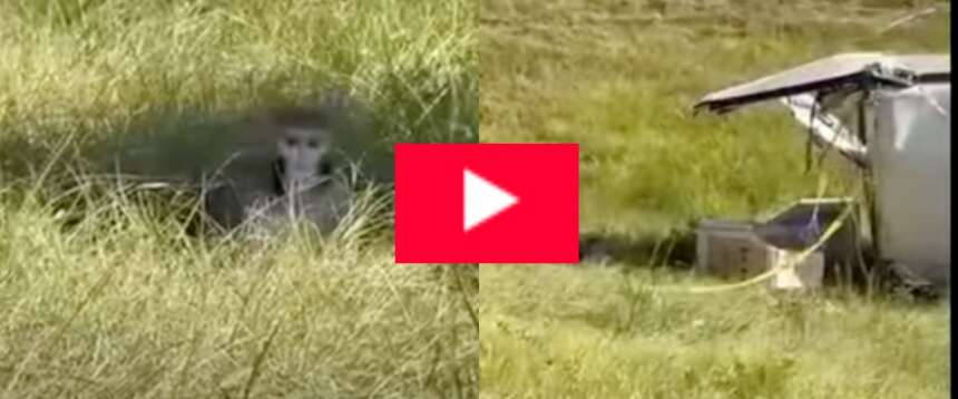 Branco di macachi diretto in laboratorio fugge da un camion: uccisi tutti a colpi di pistola dai poliziotti americani (video)