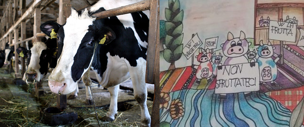 L’ultima follia animalista: nel diario delle scuole si dice che “le mucche sono sfruttate” dagli allevatori