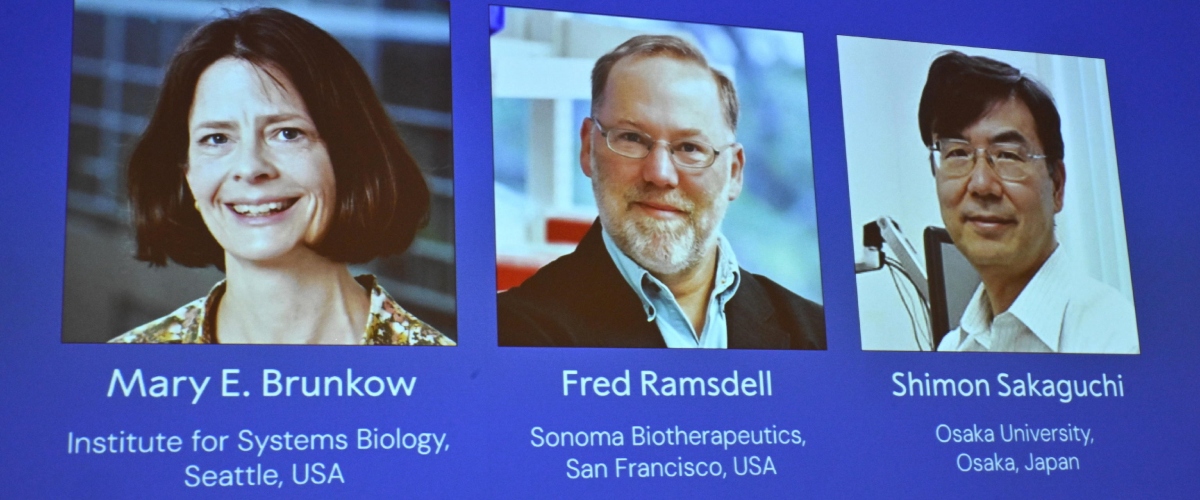 il nobel per la medicina a mary ebrunkow fred ramsdell e shimon sakaguchi hanno identificato le guardie di sicurezza del sistema immunitario
