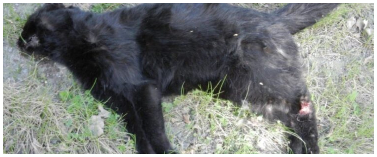 Uccidono un gatto con crudeltà, padre e figlio denunciati a Latina: rischiano quattro anni di carcere Uccidono un gatto con crudeltà, padre e figlio denunciati a Latina: rischiano quattro anni di carcere