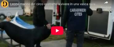 Saylor salvato dai carabinieri di Verona: il leone marino era tenuto in un container (video)