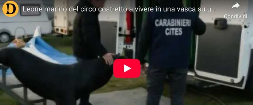 Saylor salvato dai carabinieri di Verona: il leone marino era tenuto in un container (video)
