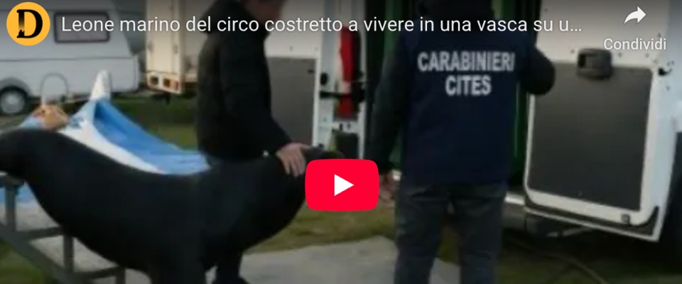 Saylor salvato dai carabinieri di Verona: il leone marino era tenuto in un container (video)