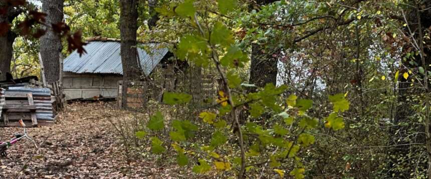 Famiglia nel bosco, il ministero dell’Istruzione: l’obbligo scolastico dei bimbi è stato rispettato regolarmente