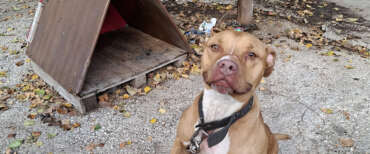 Droni, tonnellate di rame e pitbull in catene nel campo Rom di Poggioreale: denunciati 56 nomadi