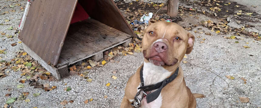 Droni, tonnellate di rame e pitbull in catene nel campo Rom di Poggioreale: denunciati 56 nomadi