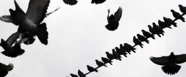 Putin arruola anche ai piccioni e li trasforma in “droni” con telecamere per sorvegliare le città russe