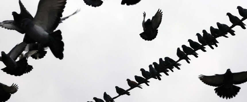 Putin arruola anche ai piccioni e li trasforma in “droni” con telecamere per sorvegliare le città russe