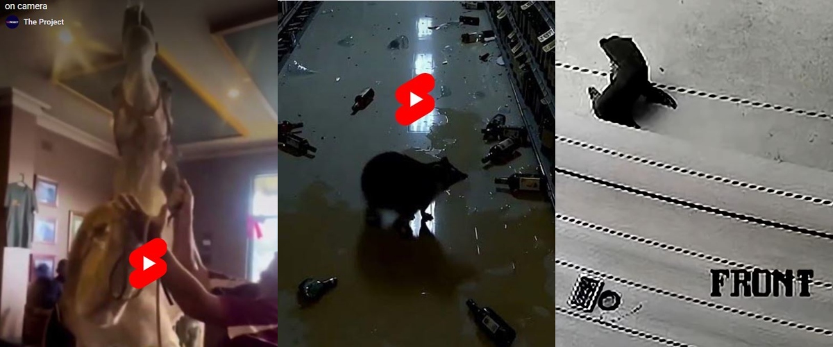 il cammello che sorseggia birra il procione coi postumi da sbornia e la foca al pub il bar tour dei tre animali 232 virale sul web video