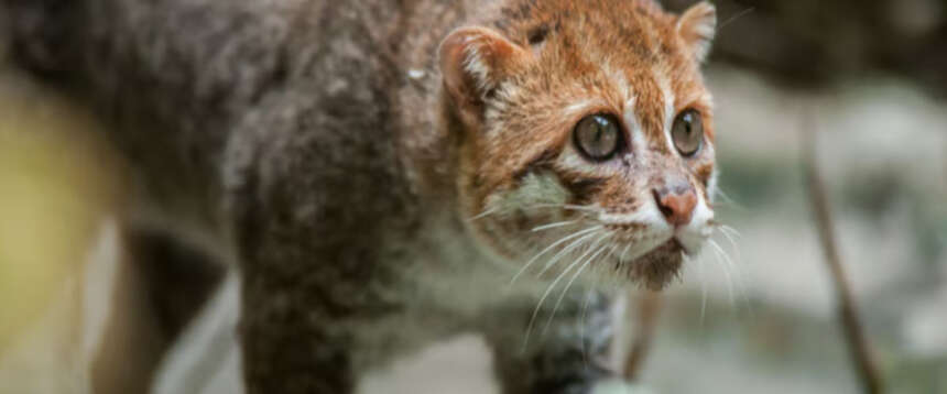 Fotografato il rarissimo gatto dalla testa piatta: vive in Thailandia ed è a rischio di estinzione