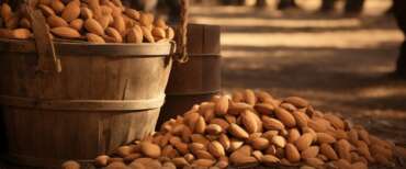 Scoperta green dei ricercatori italiani: gusci di mandorla per produrre circuiti elettrici