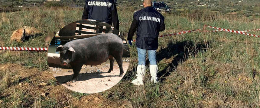 Il mistero dei maiali neri dietro la morte dei tre cacciatori: spunta un quarto uomo