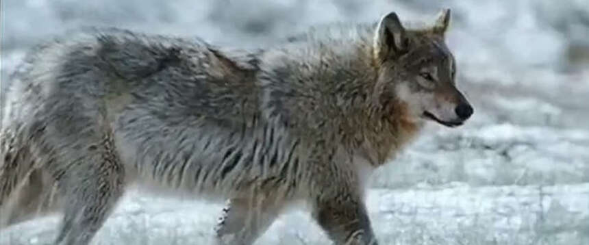 Invasione russa in Finlandia, ma di lupi che sbranano le renne oltre il confine. Strategia o casualità?