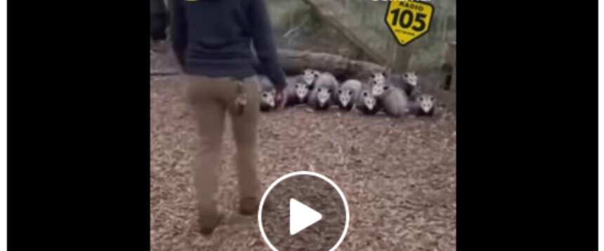 Si avvicina, lancia un urlo e il gruppo di opossum si accascia all’unisono. Tutti ‘morti’. E la scena diventa virale (video)