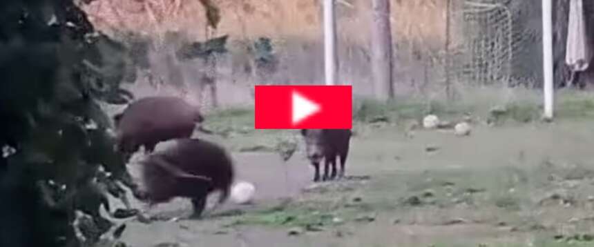 Cinghiali a Roma in versione bomber: il video dal campo di calcio di Trastevere diventa virale