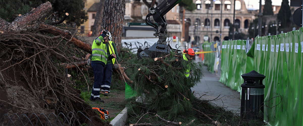 Tragedia sfiorata a Roma: cade un pino su viale dei Fori Imperiali: tre feriti. E’ il terzo in un mese Tragedia sfiorata a Roma: cade un pino su viale dei Fori Imperiali: tre feriti. E’ il terzo in un mese